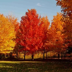 October Glory Maple