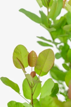 Old Fashioned Smoke Tree