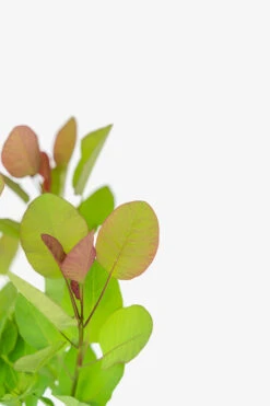 Old Fashioned Smoke Tree -The Tree Center Old Fashioned Smoke Tree 5G 05 copy 600x900 1