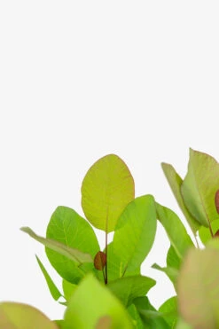 Old Fashioned Smoke Tree -The Tree Center Old Fashioned Smoke Tree 5G 06 copy 600x900 1