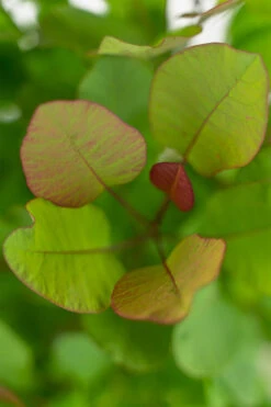 Old Fashioned Smoke Tree -The Tree Center Old Fashioned Smoke Tree 5G 08 copy 600x900 1