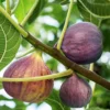 Olympian Fig Tree