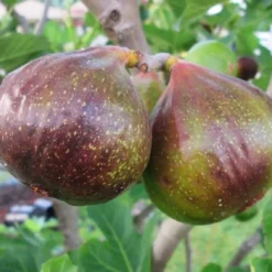 Olympian Fig Tree -The Tree Center Olympian Fig Tree 2 copy 600x600 1