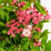 Olympic Fire Mountain Laurel
