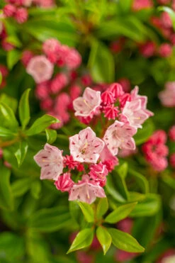 Olympic Fire Mountain Laurel -The Tree Center Olympic Fire Mountain Laurel 5G 05 copy 600x900 1