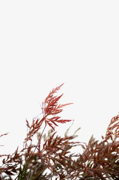 Orangeola Japanese Maple -The Tree Center Orangeola Japanese Maple 5G 022 600x900 1