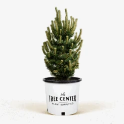 Oregon Green Austrian Pine -The Tree Center Oregon Green Austrian Pine 5G 1 2 600x600 1