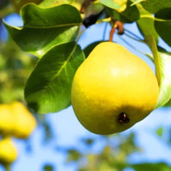 Orient Pear Tree -The Tree Center Orient Pear Tree 4 600x600 1