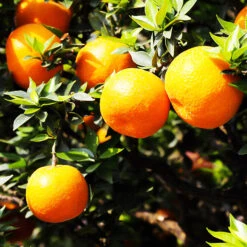 Orlando Tangelo 5 Orlando Tangelo -The Tree Center Orlando Tangelo 1 copy 600x600 1