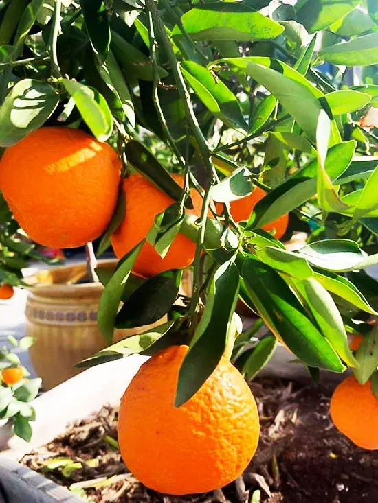 Orlando Tangelo 2 Orlando Tangelo - Image 2