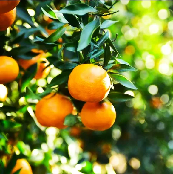 Orlando Tangelo 1 Orlando Tangelo