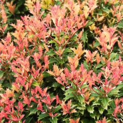 Party Lights™ Osmanthus -The Tree Center Osmanthus Party Light 1 copy 600x600 1