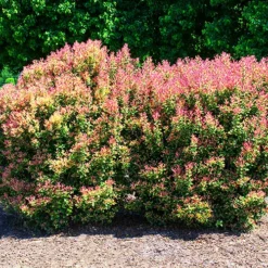 Party Lights™ Osmanthus