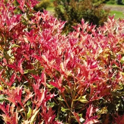 Party Lights™ Osmanthus -The Tree Center Osmanthus Party Light 3 copy jpg