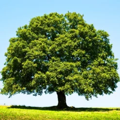 Overcup Oak Tree -The Tree Center Overcup Oak Tree 1 copy jpg