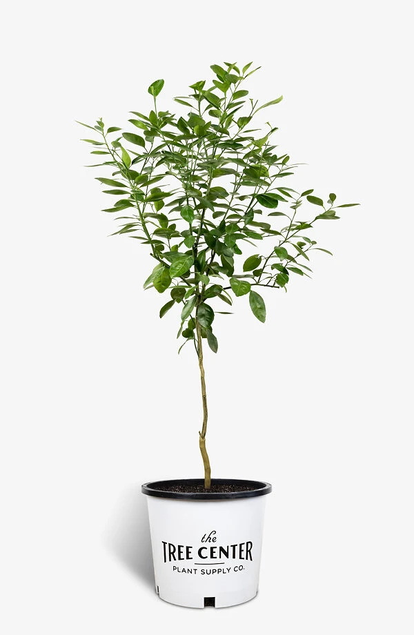 Owari Satsuma Mandarin 2 Owari Satsuma Mandarin - Image 2