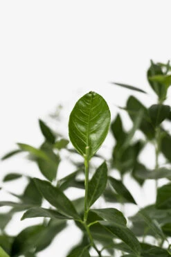 Owari Satsuma Mandarin 8 Owari Satsuma Mandarin -The Tree Center Owari Satsuma 02 600x900 1