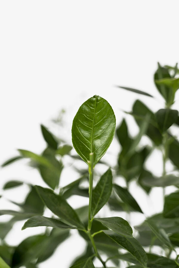 Owari Satsuma Mandarin 4 Owari Satsuma Mandarin - Image 4