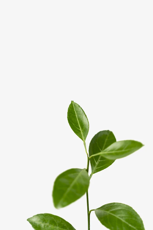 Owari Satsuma Mandarin 5 Owari Satsuma Mandarin - Image 5