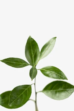 Owari Satsuma Mandarin 7 Owari Satsuma Mandarin -The Tree Center Owari Satsuma 06 600x900 1