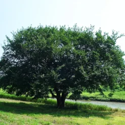 Prairie Expedition® Elm Tree -The Tree Center PRAIRIE EXPEDITION Elm Tree 2 copy jpg webp
