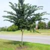 Prairie Expedition® Elm Tree