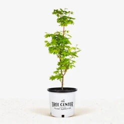 Pacific Fire Vine Maple -The Tree Center Pacific Fire Vine Maple 3G 01 1 600x600 1