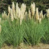 Pampas Grass