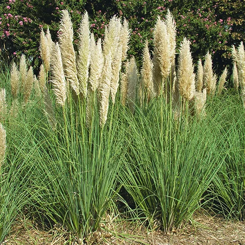 Pampas Grass 1 Pampas Grass