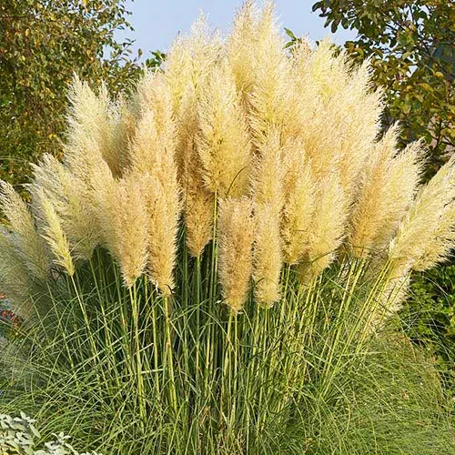 Pampas Grass 2 Pampas Grass - Image 2