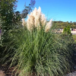 Pampas Grass 7 Pampas Grass -The Tree Center Pampas Grass 4 copy jpg