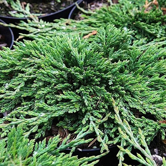 Pancake Juniper 2 Pancake Juniper - Image 2