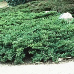 Parson's Juniper -The Tree Center Parsons Juniper 1 copy jpg
