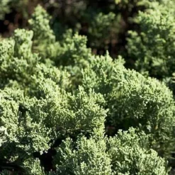 Parson's Juniper -The Tree Center Parsons Juniper 4 copy jpg webp