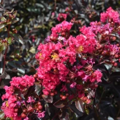 Pavé Pink™ Black Diamond® Crape Myrtle -The Tree Center Pave Pink Black Diamond Crape Myrtle 2 copy 600x600 1