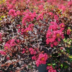 Pavé Pink™ Black Diamond® Crape Myrtle -The Tree Center Pave Pink Black Diamond Crape Myrtle 3 copy 600x600 1