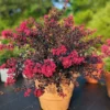 Pavé Pink™ Black Diamond® Crape Myrtle