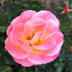 Peach Drift® Rose - Tree Form -The Tree Center Peach Drift Rose Tree Form 1.1 copy 600x600 1