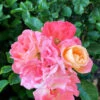 Peach Drift® Rose - Tree Form