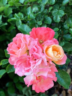 Peach Drift® Rose - Tree Form