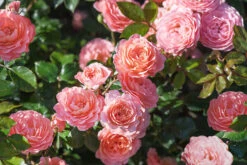 Peach Drift® Rose - Tree Form -The Tree Center Peach Drift Rose Tree Form 4 copy 600x400 1