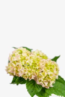 Penny Mac Hydrangea -The Tree Center Penny Mac Hydrangea 3G 02 copy 600x900 1