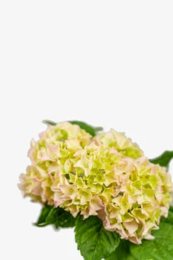 Penny Mac Hydrangea