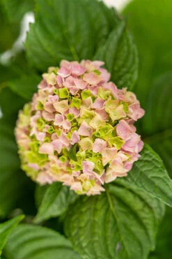 Penny Mac Hydrangea -The Tree Center Penny Mac Hydrangea 3G 05 copy 600x900 1