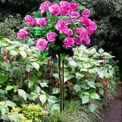 Perfume Delight Rose - Tree Form