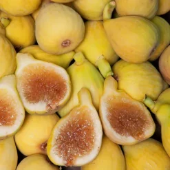 Peter's Honey Fig -The Tree Center Peters Honey Fig 3 copy jpg webp