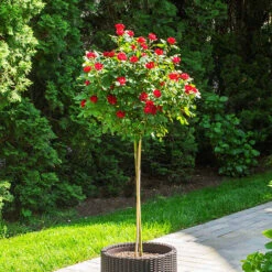 Petite Knock Out® Rose Tree 6 Petite Knock Out® Rose Tree -The Tree Center Petite Knock Out Rose Tree 1 copy 600x600 1