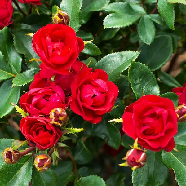 Petite Knock Out® Rose Tree 4 Petite Knock Out® Rose Tree - Image 4