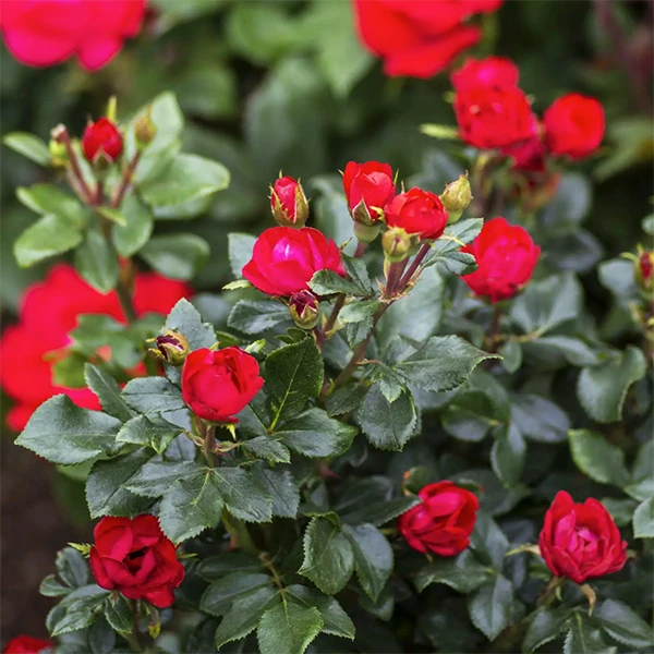Petite Knock Out® Rose Tree 2 Petite Knock Out® Rose Tree - Image 2
