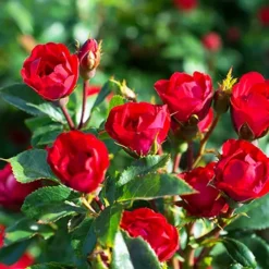 Petite Knock Out® Rose Tree